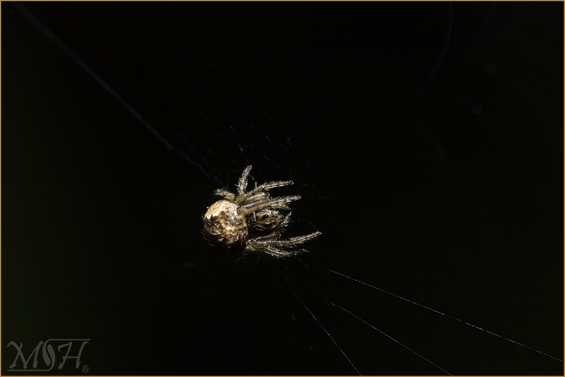 56290_White-winged Orbweaver.jpg
