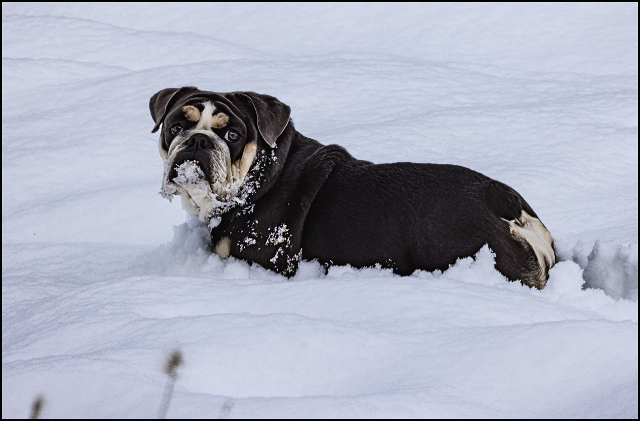 59975_First snow.jpg