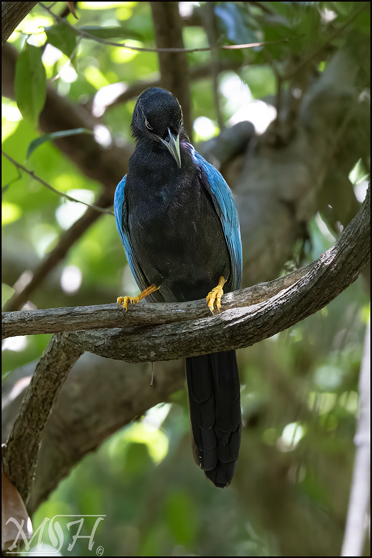 60709_ Yucatan Jay (Cyanocorax yucatanicus).jpg