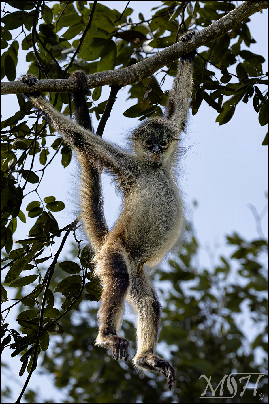 62167 - Hangin White Bellie Spider Monkey.jpg