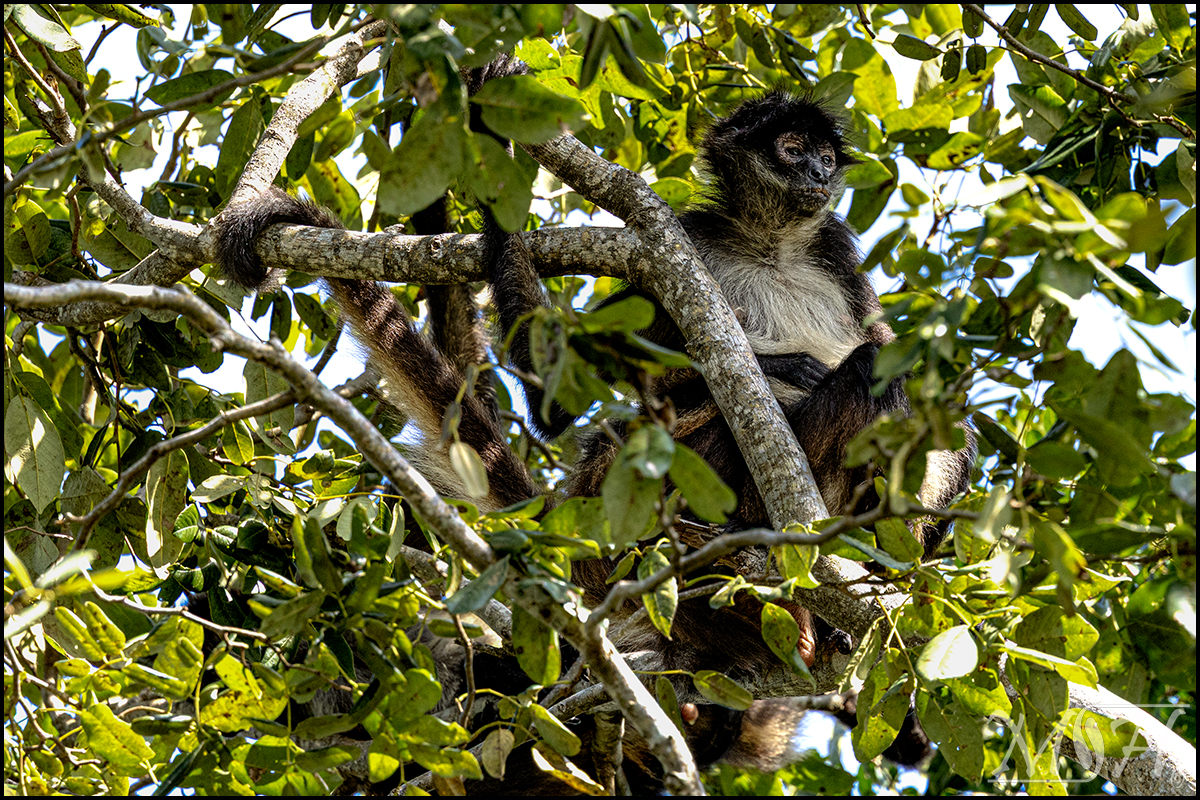 62254 - Spider Hangout.jpg