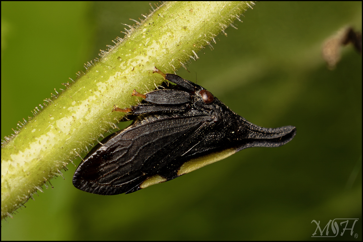 63443 Black Horned Leafhopper.jpg