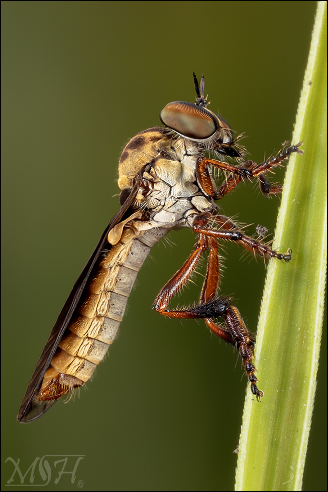 63904 Robber Fly.jpg