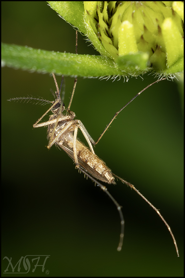 73006 Mosquito.jpg