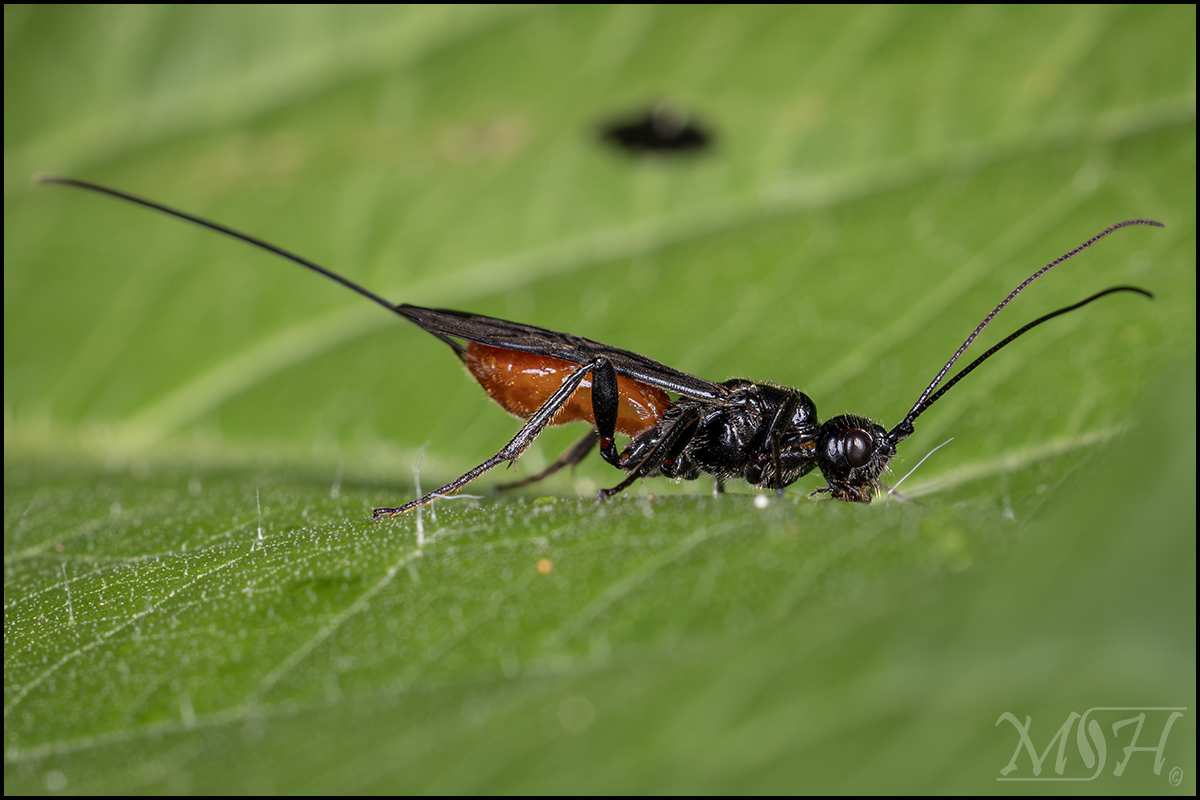 73044 Braconid Wasp.jpg