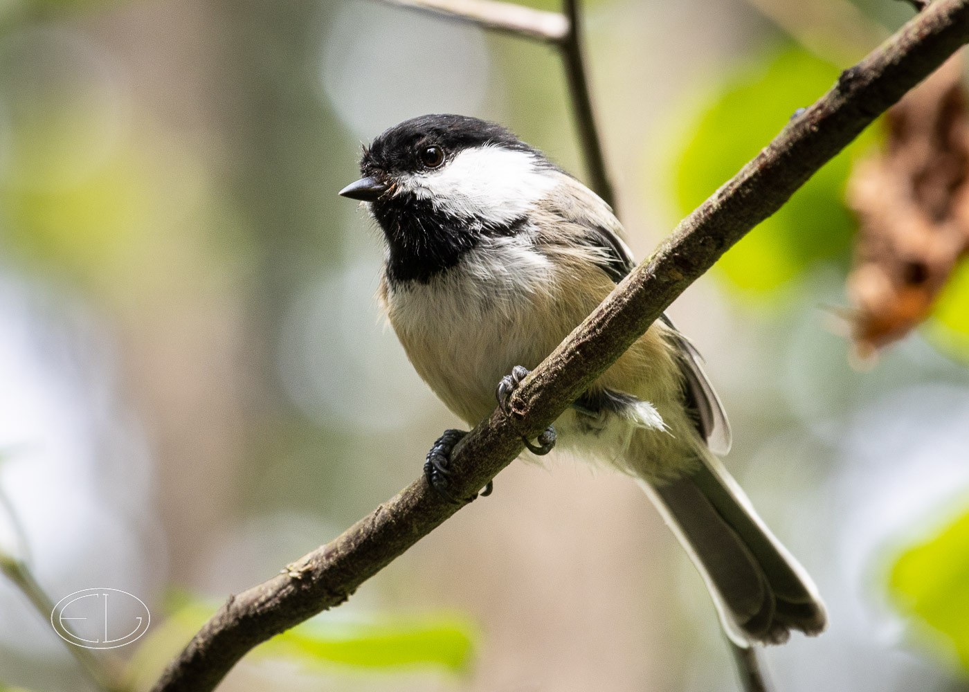 90_11291 Chickadee.jpg