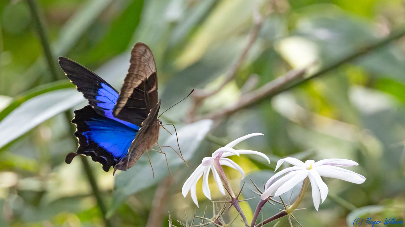 _17A0401 New Caledonian tailless Ulysses AKA Papilio montrouzieri Noumea New Caladonia  R5MkII...jpg