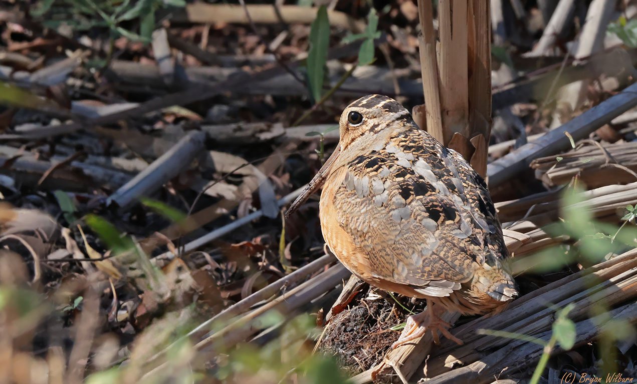 _17A2161 American Woodcock Paradise Pond Port A  R5 100-500 500mm f11 2500th ISO5000 Edit.jpg