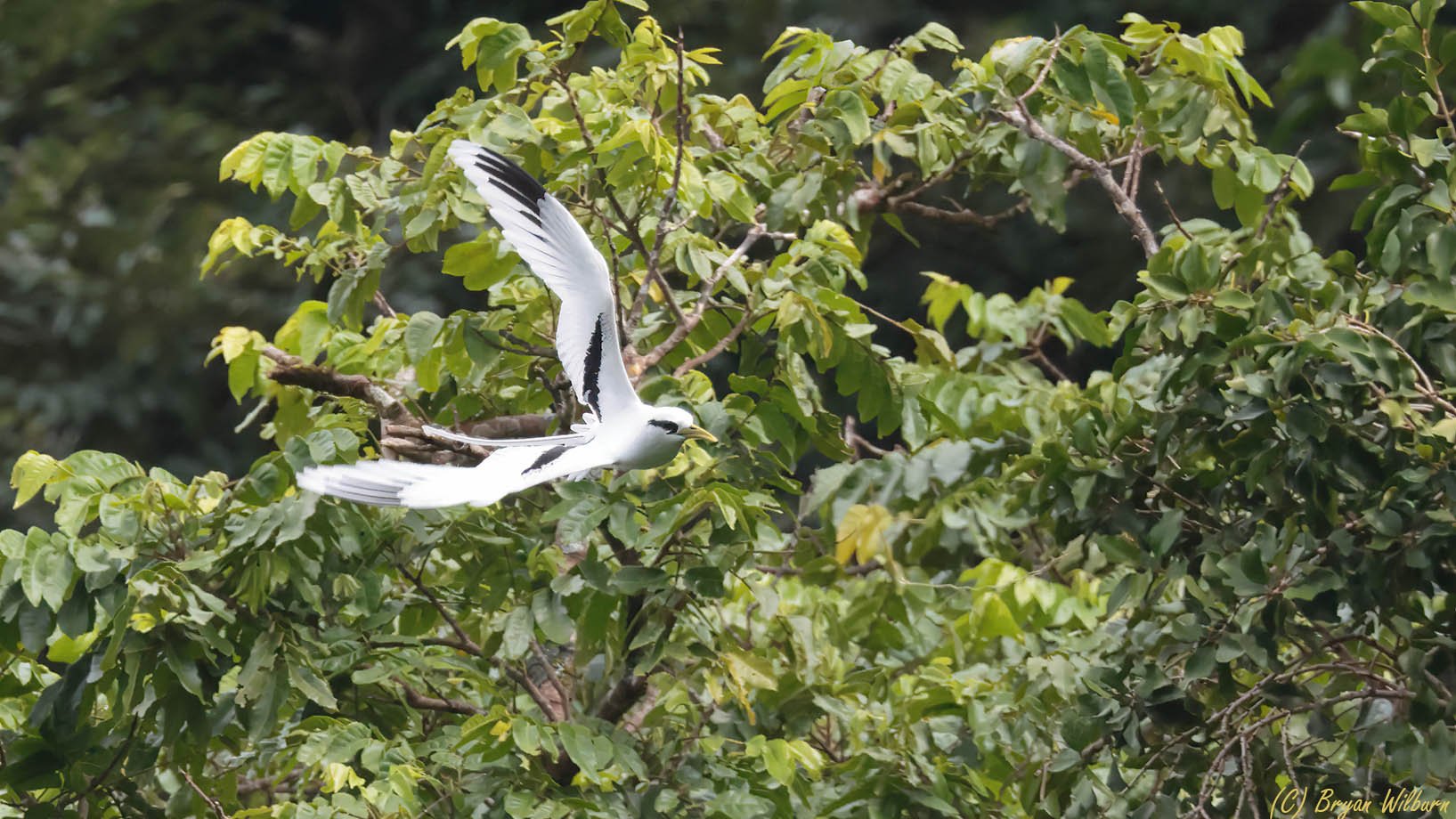 _17A8072  White-tailed Tropicbird American Samo R5 100-500 w14x 700mm f10 1600th ISO3200 Cr.jpg