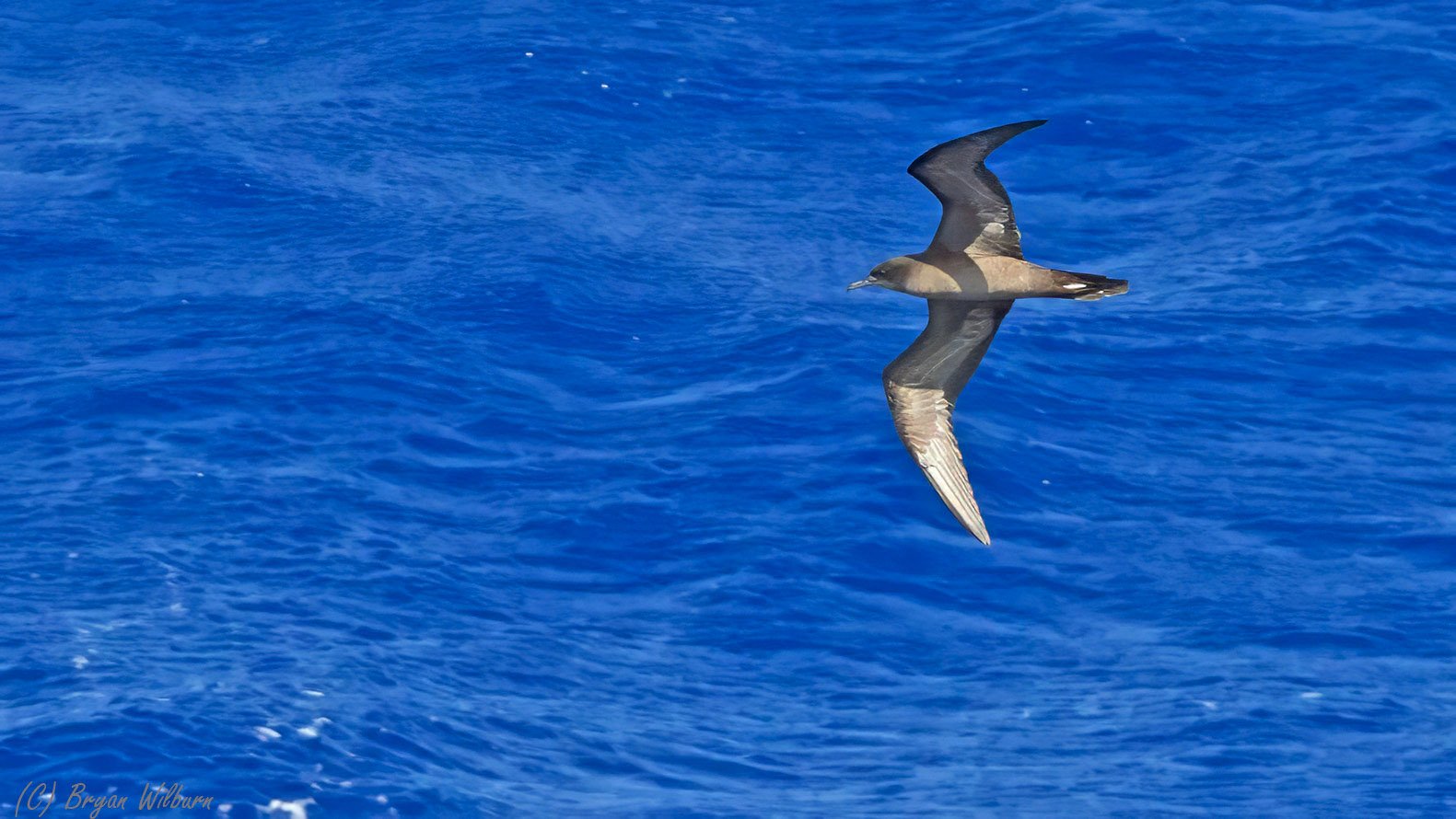 _17A9015  Wedge-tailed Shearwater 16 36' 27 S - 175 58 17 W R5MkII 100-500 500mm f10 3200th IS...jpg