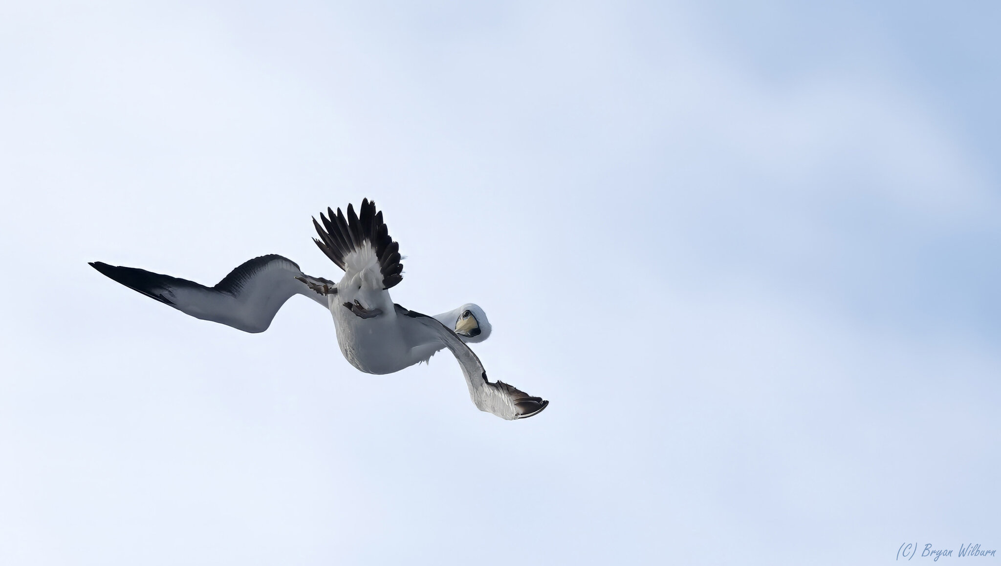 _17A9444 Masked Booby 24 40 42 S 163 2 50 E R5MkII  100-500 500mm f71 8000th ISO1600 Cr.jpg