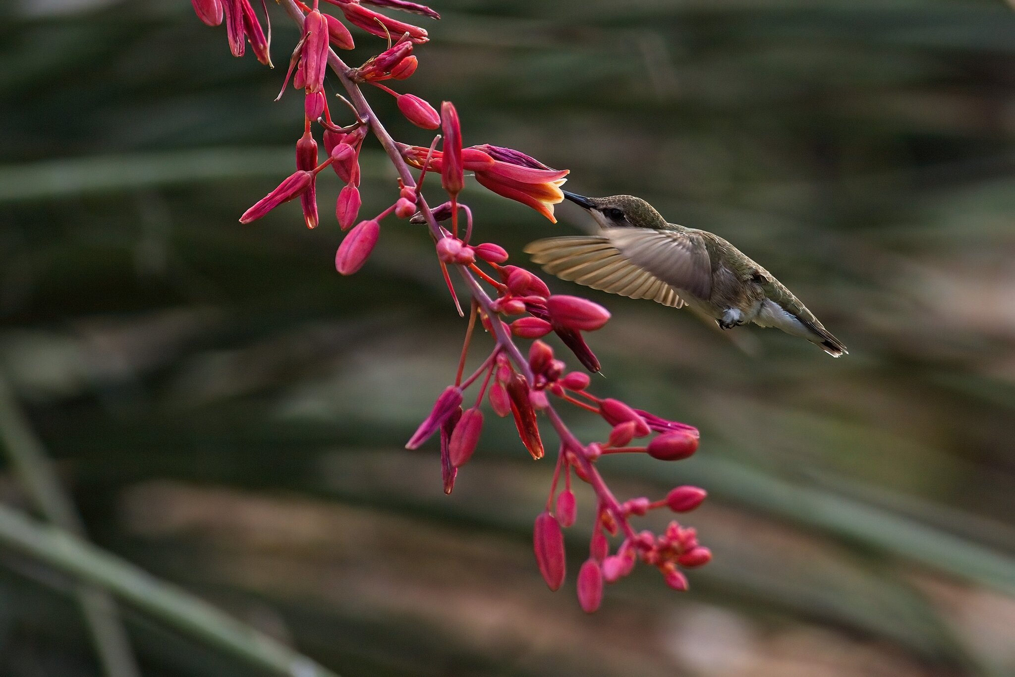 _A8A1562 black-chinned hummingbird Inks Lake SP blind 20210515-DeNoiseAI-clear 5254x3502pix.jpg