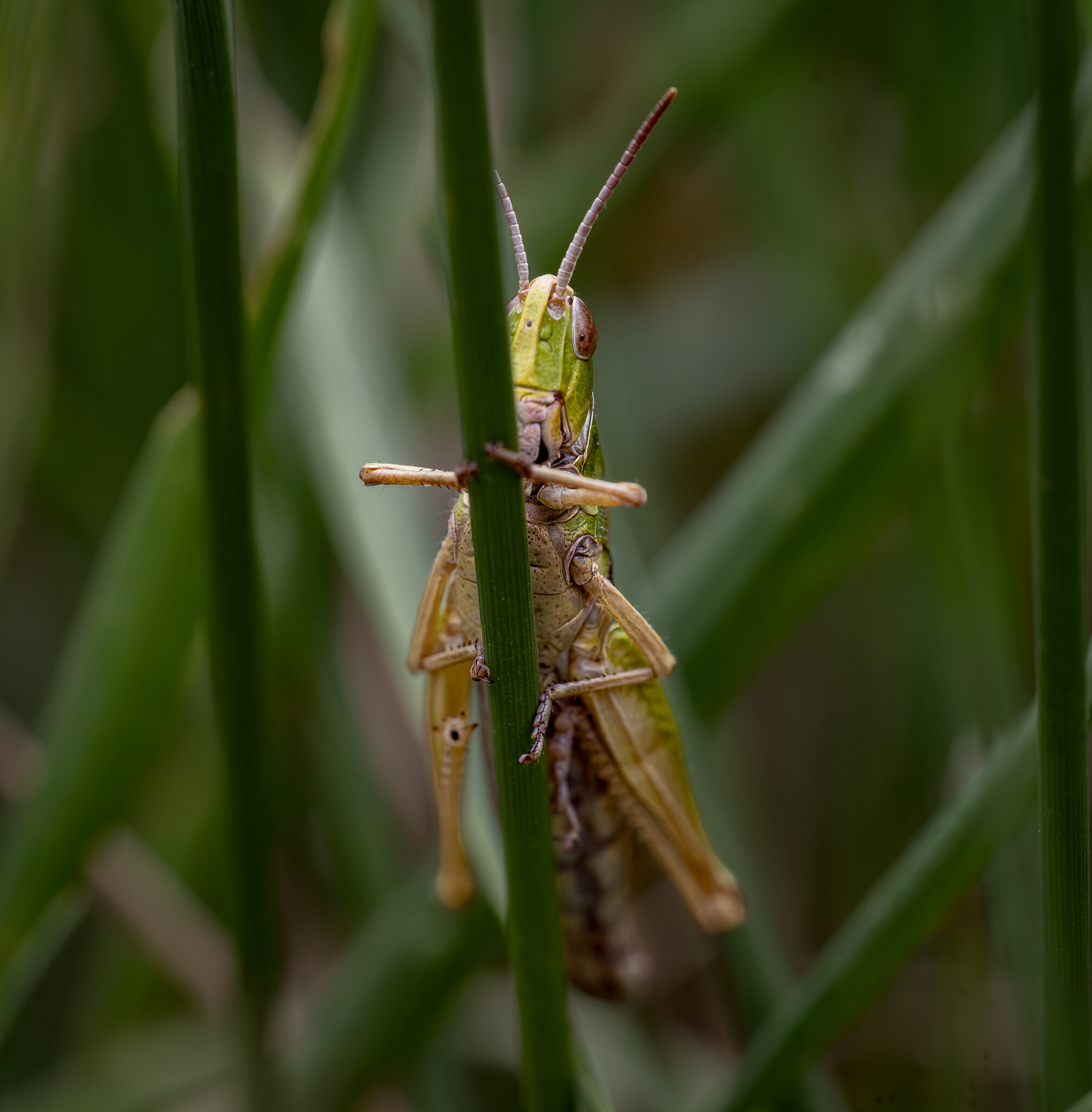 _AS_0400-Edit.jpg