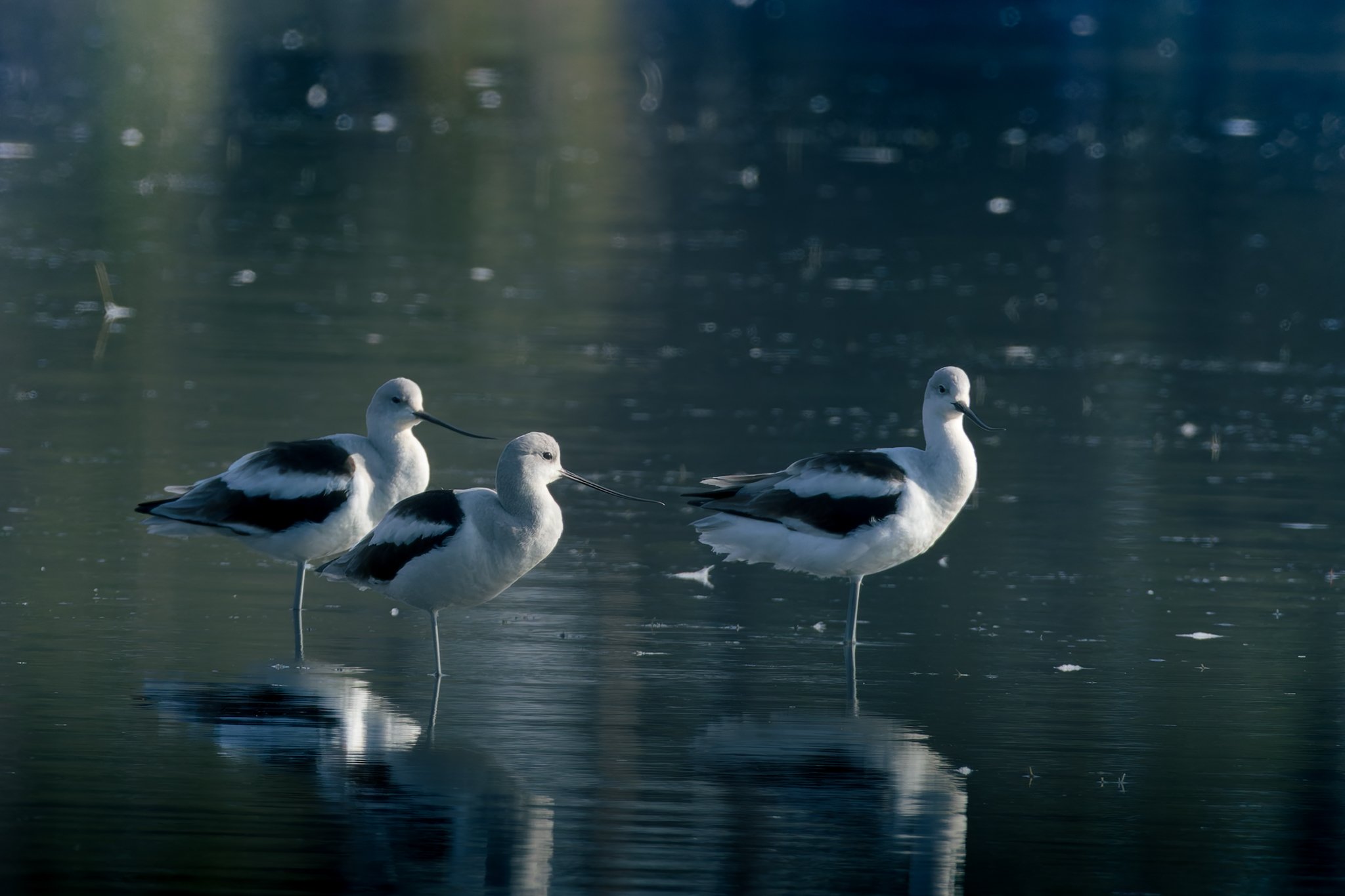 American Avocets.jpg