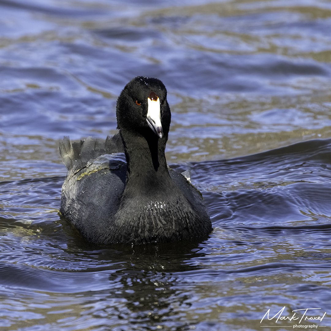 American Coot head-on.jpg