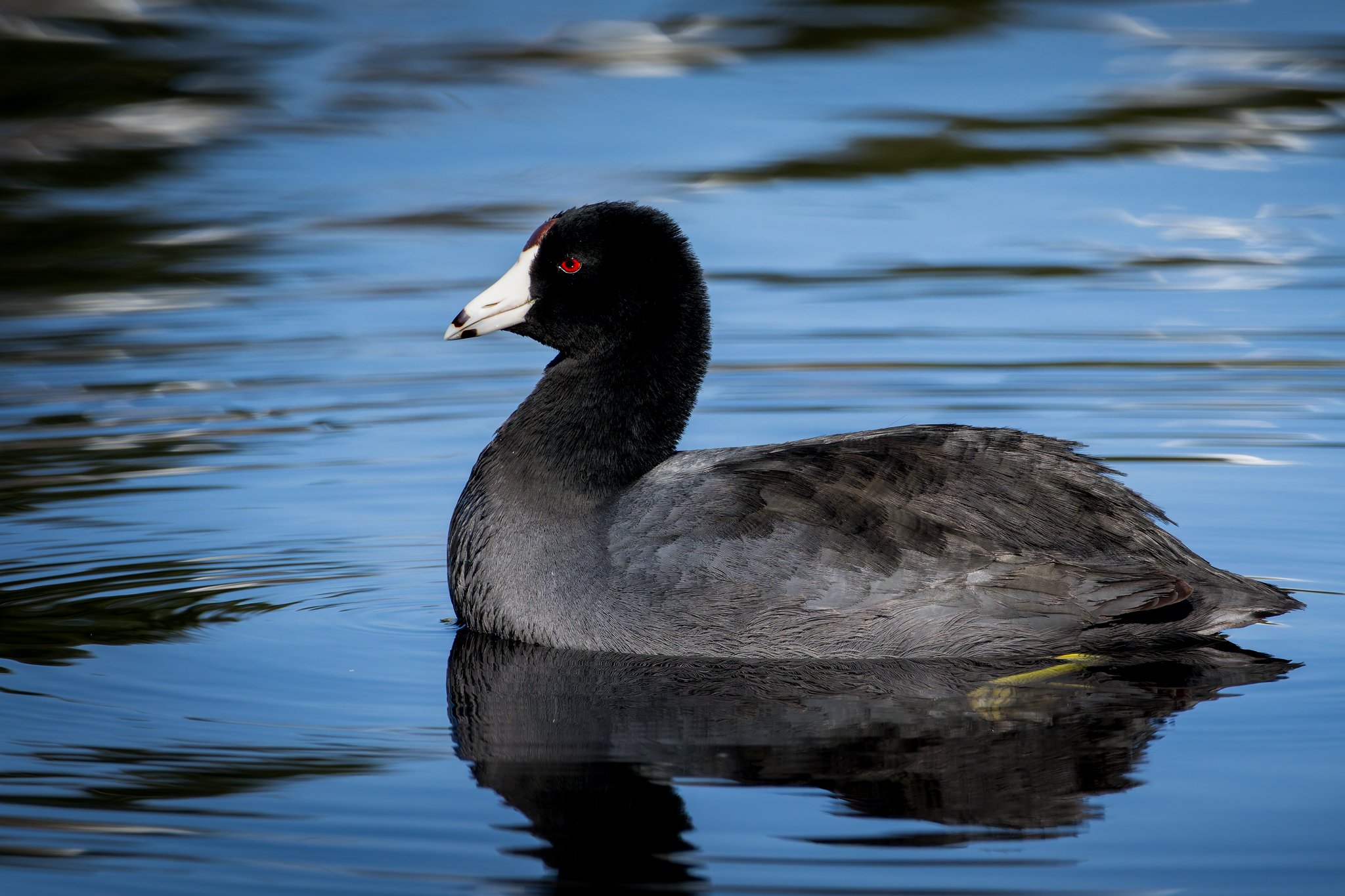 American Coot.jpg