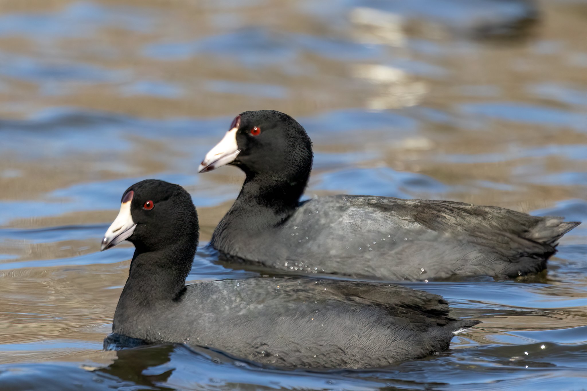 American Coots.jpg