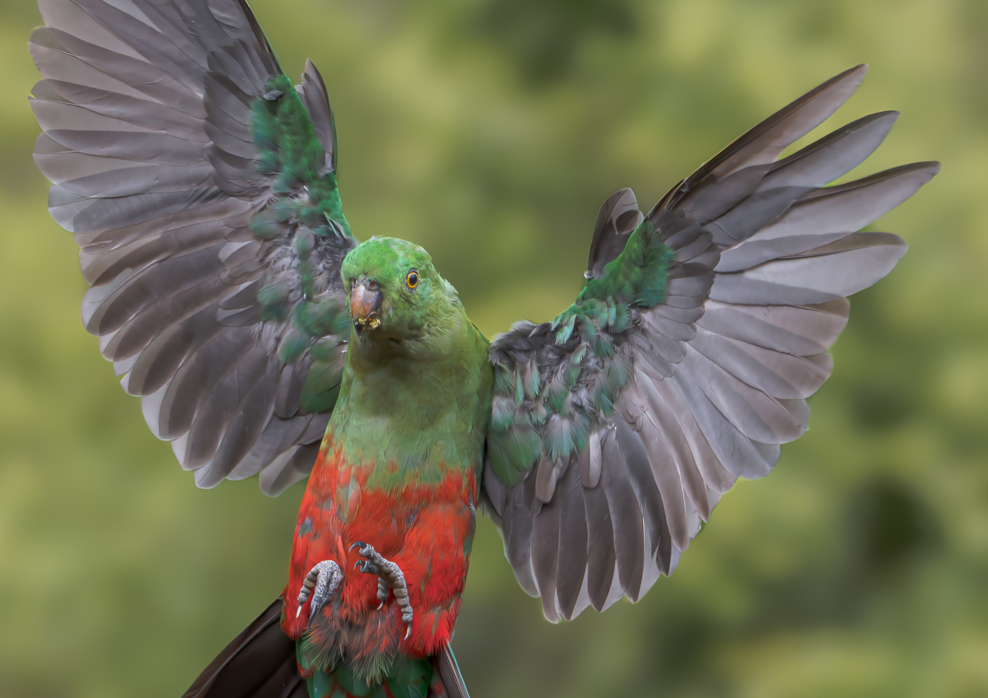 Female Australian King-Parrot