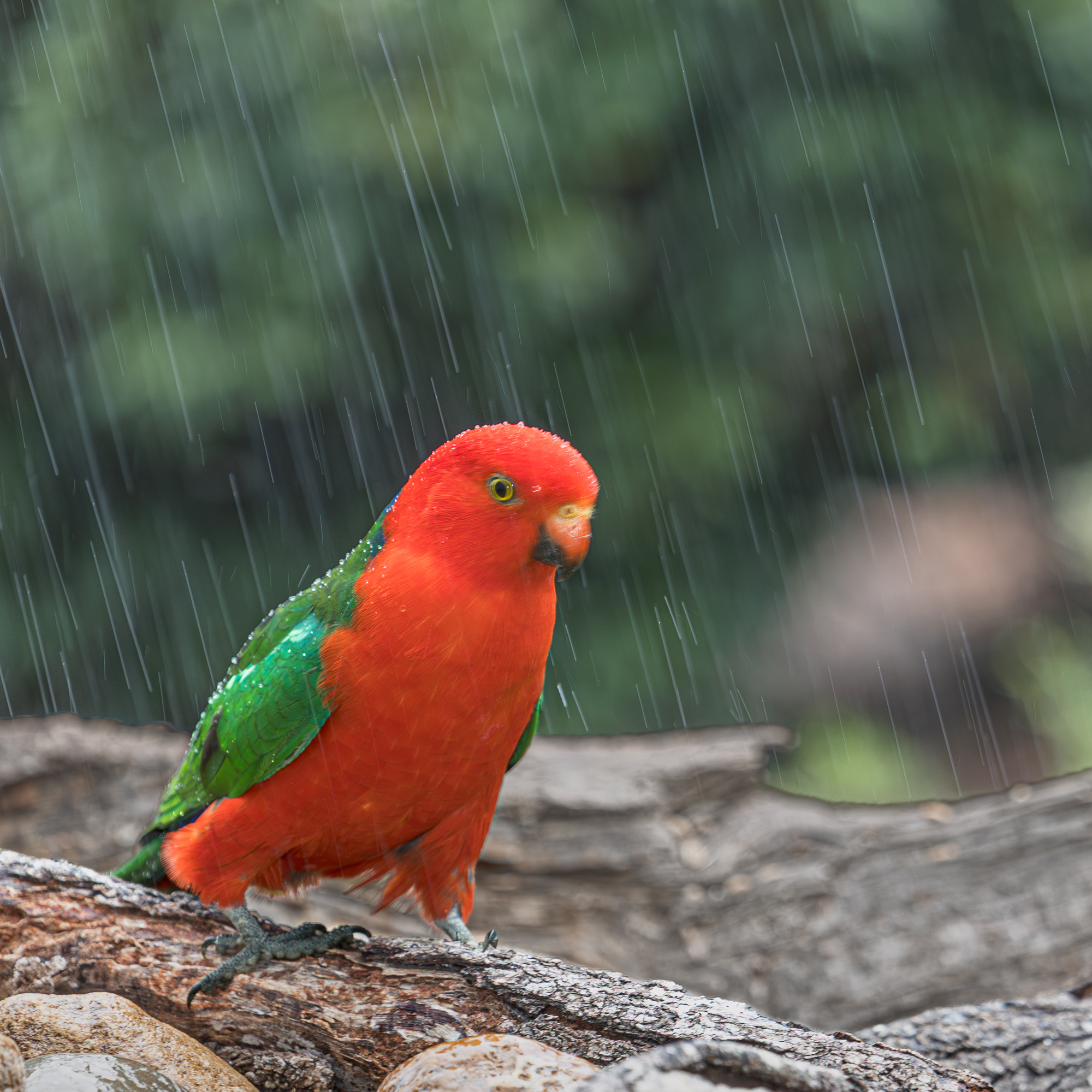Australian King Parrot.jpg