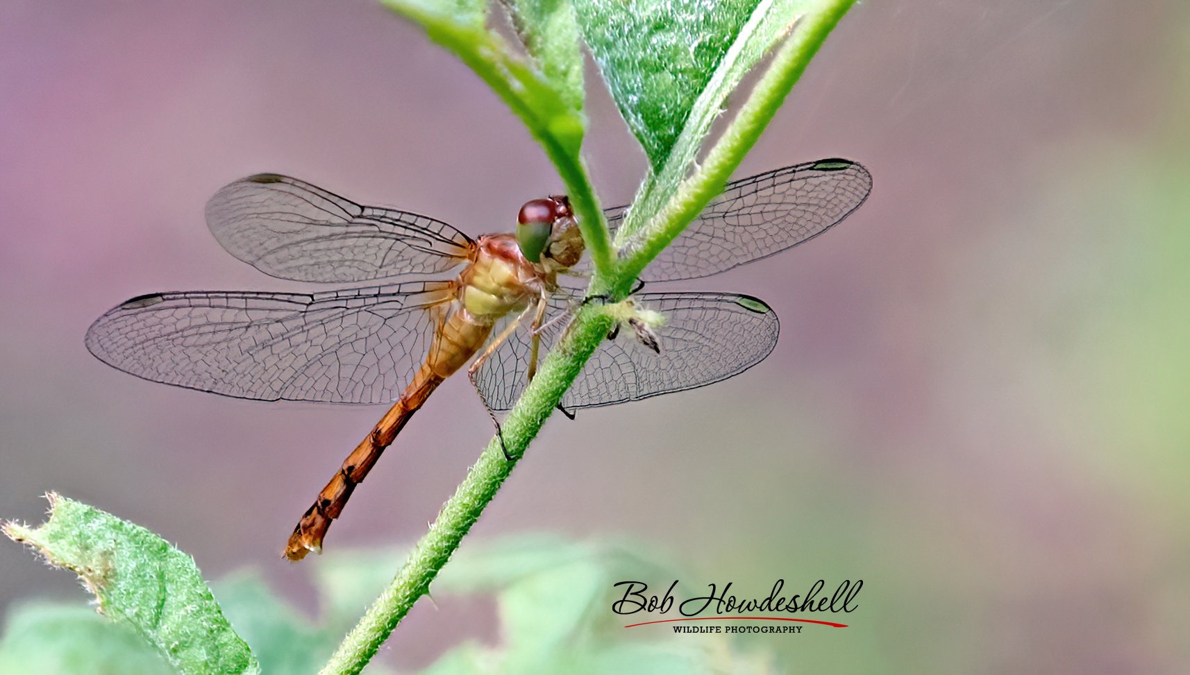 Autumn_Meadowhawk_Stacked_0000a.jpg