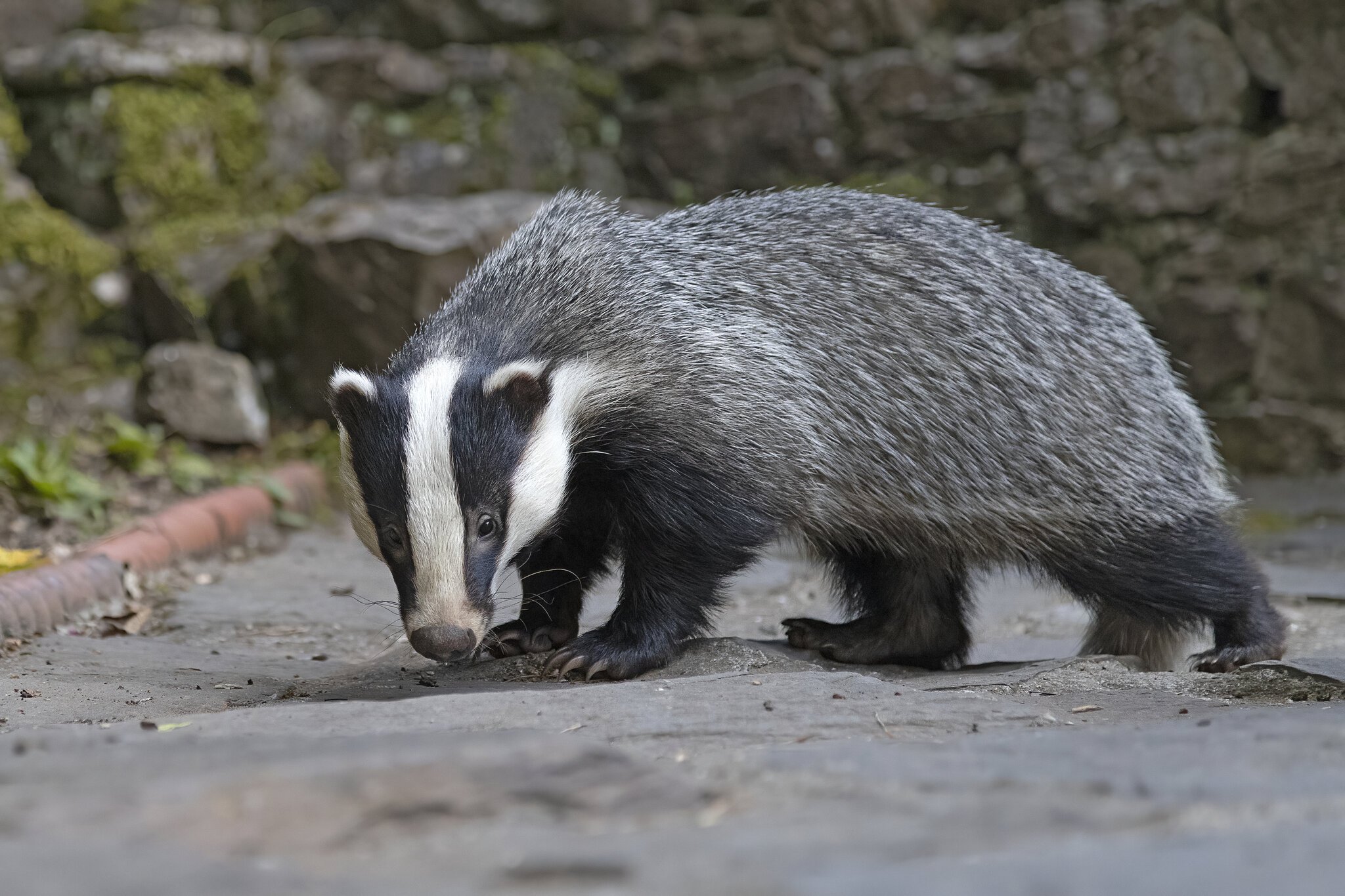 Badger.jpg