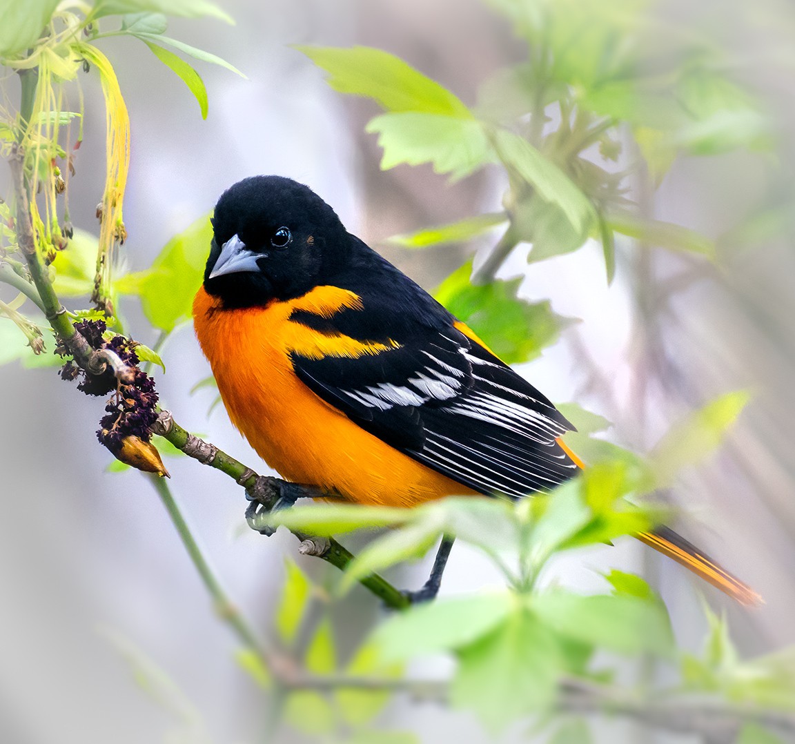 BaltimoreOriole3062.jpg