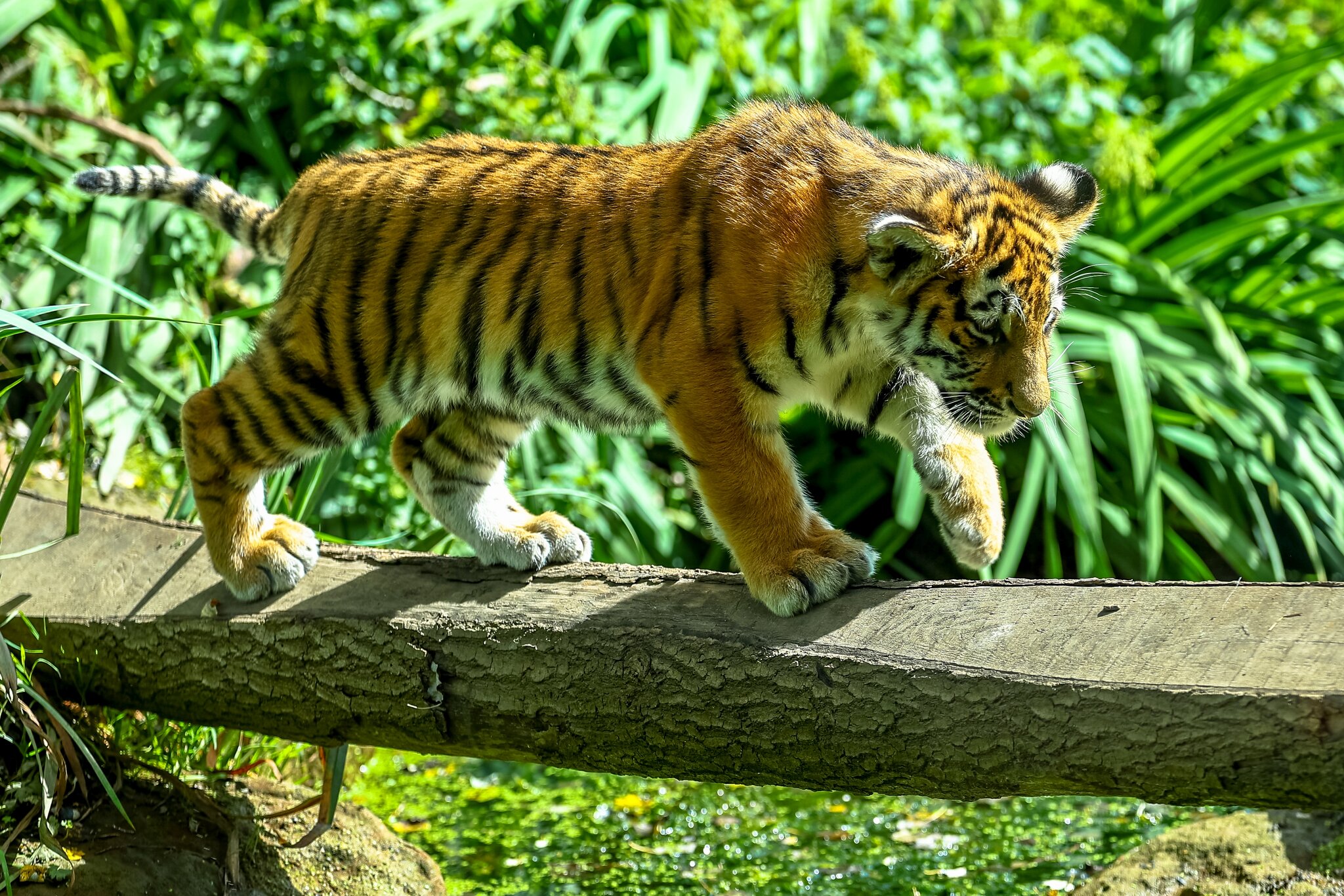 Banham Zoo 19-08-23 0154.jpg