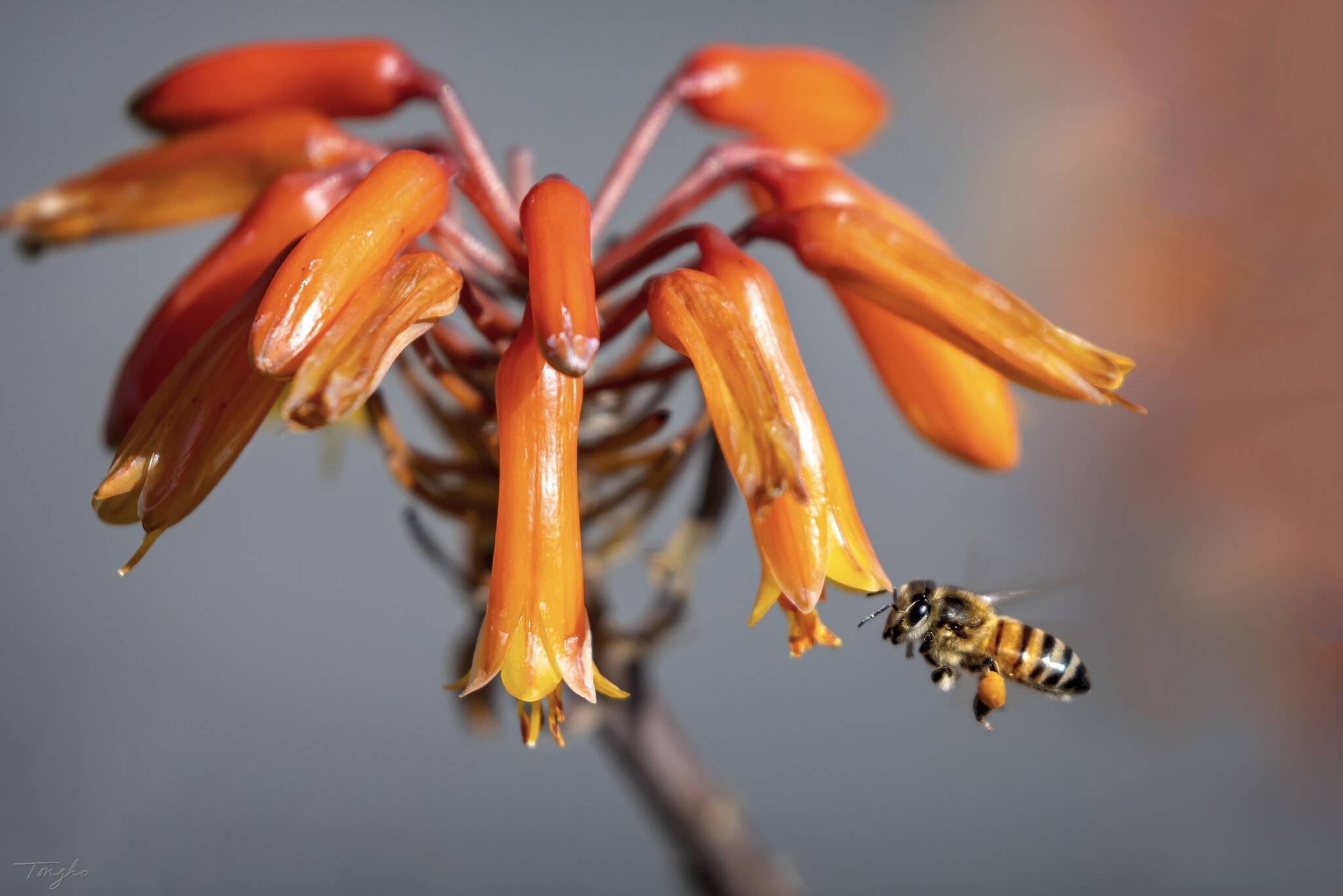 Bee On Aloe Vera.jpg