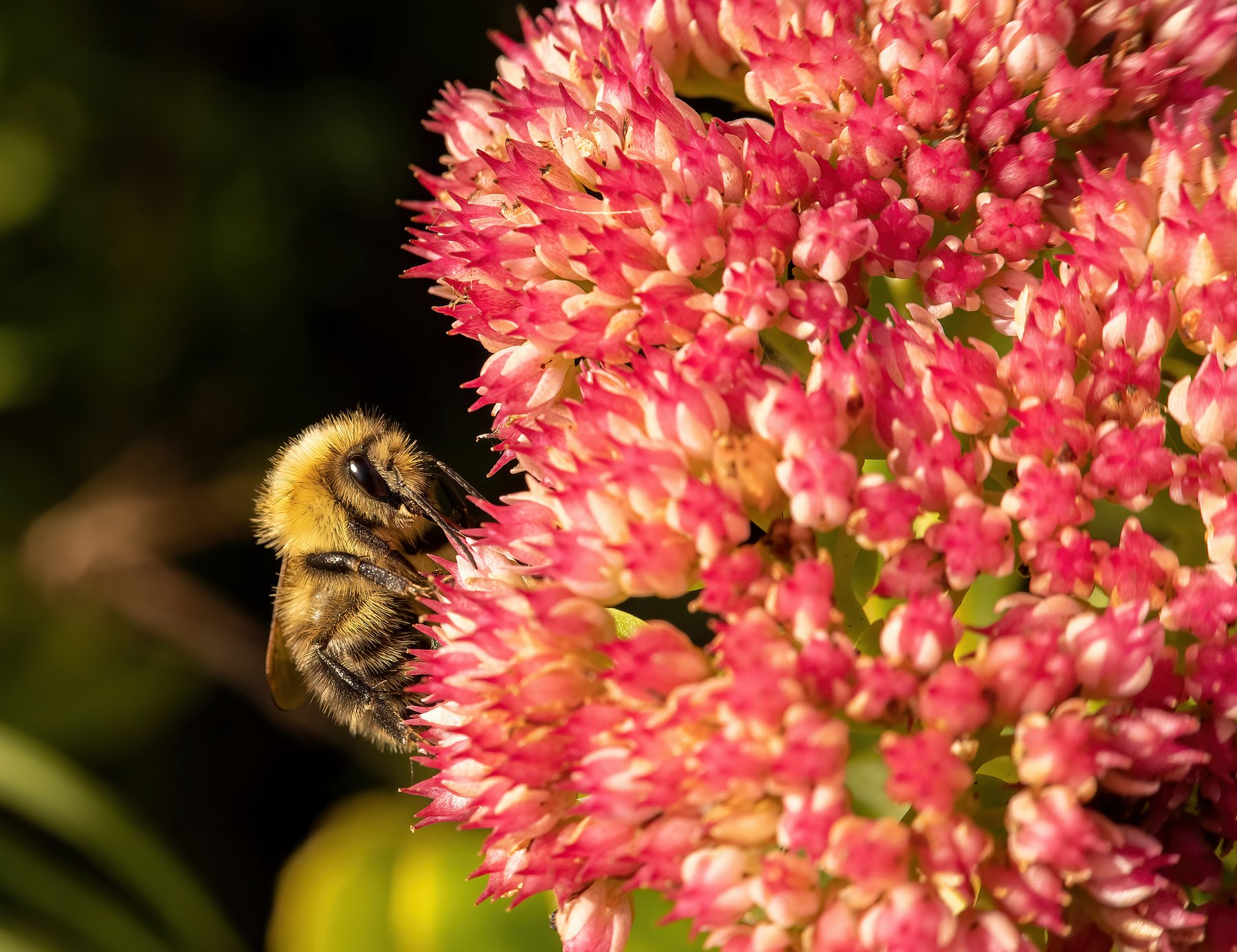 beeandsedum.jpg