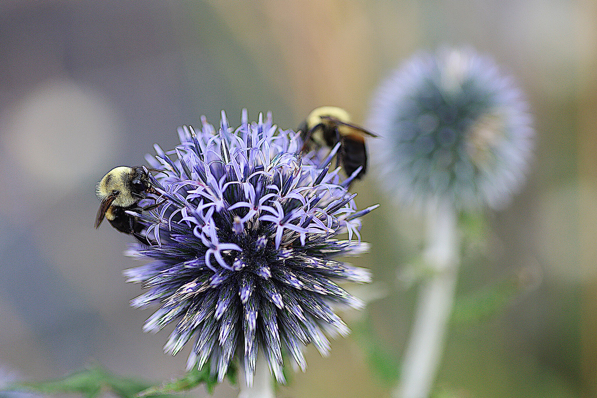 Bees Thistle.jpg