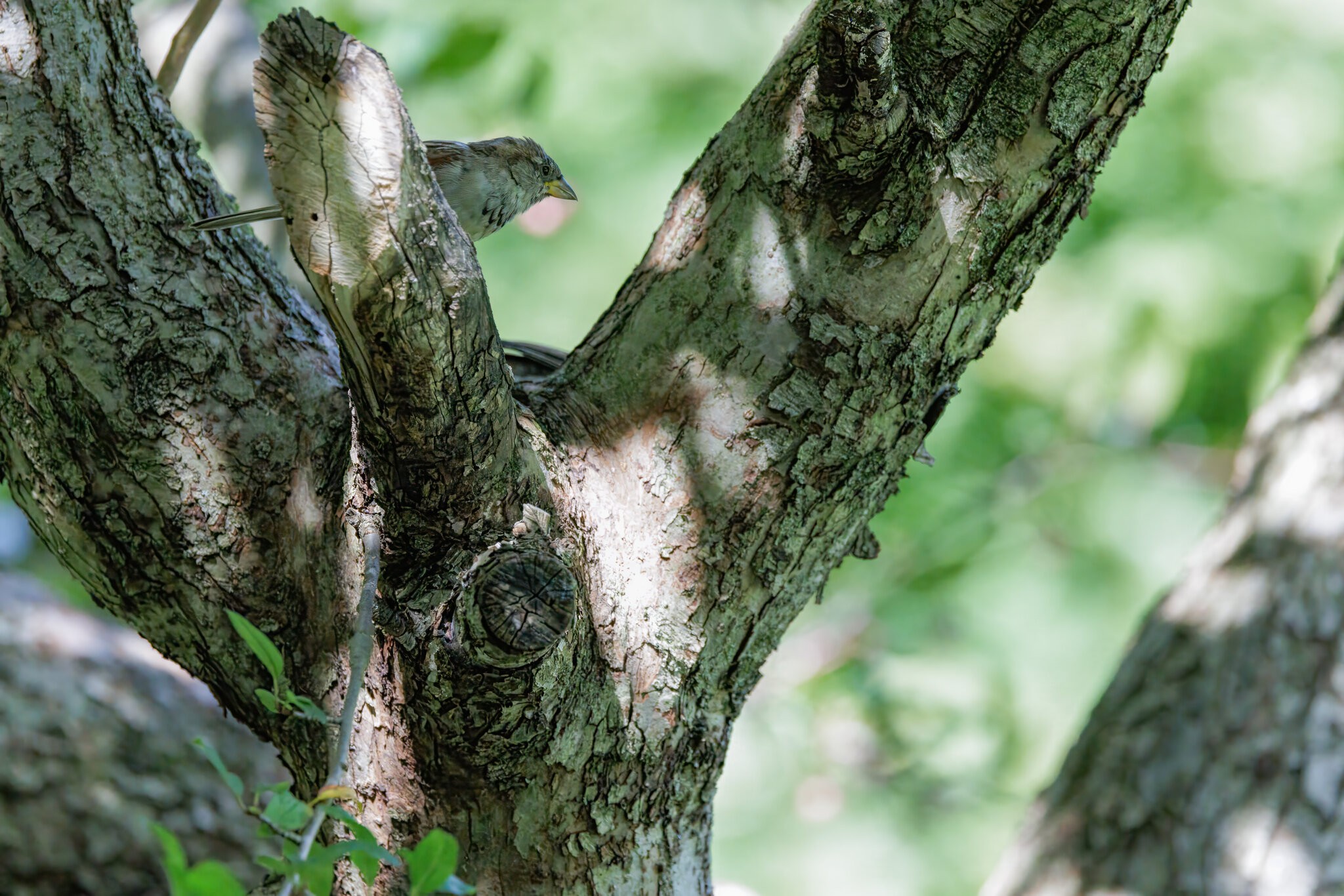 Bird in Tree R52.jpg