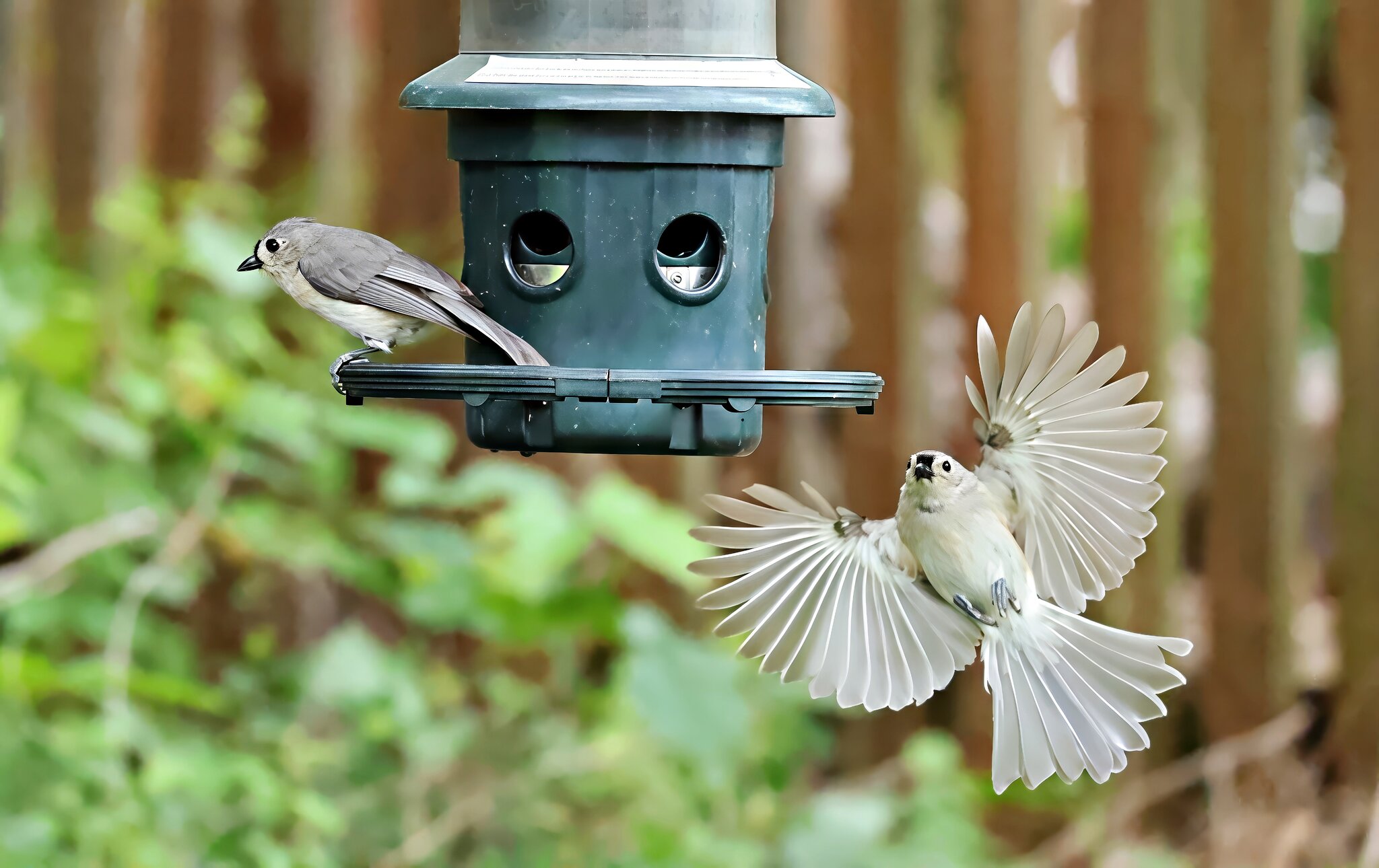 Birdfeeder Final.jpg