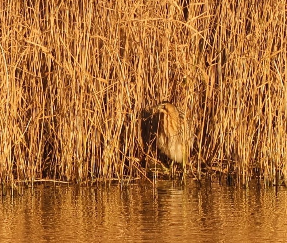 Bittern2 400mm crop.JPG