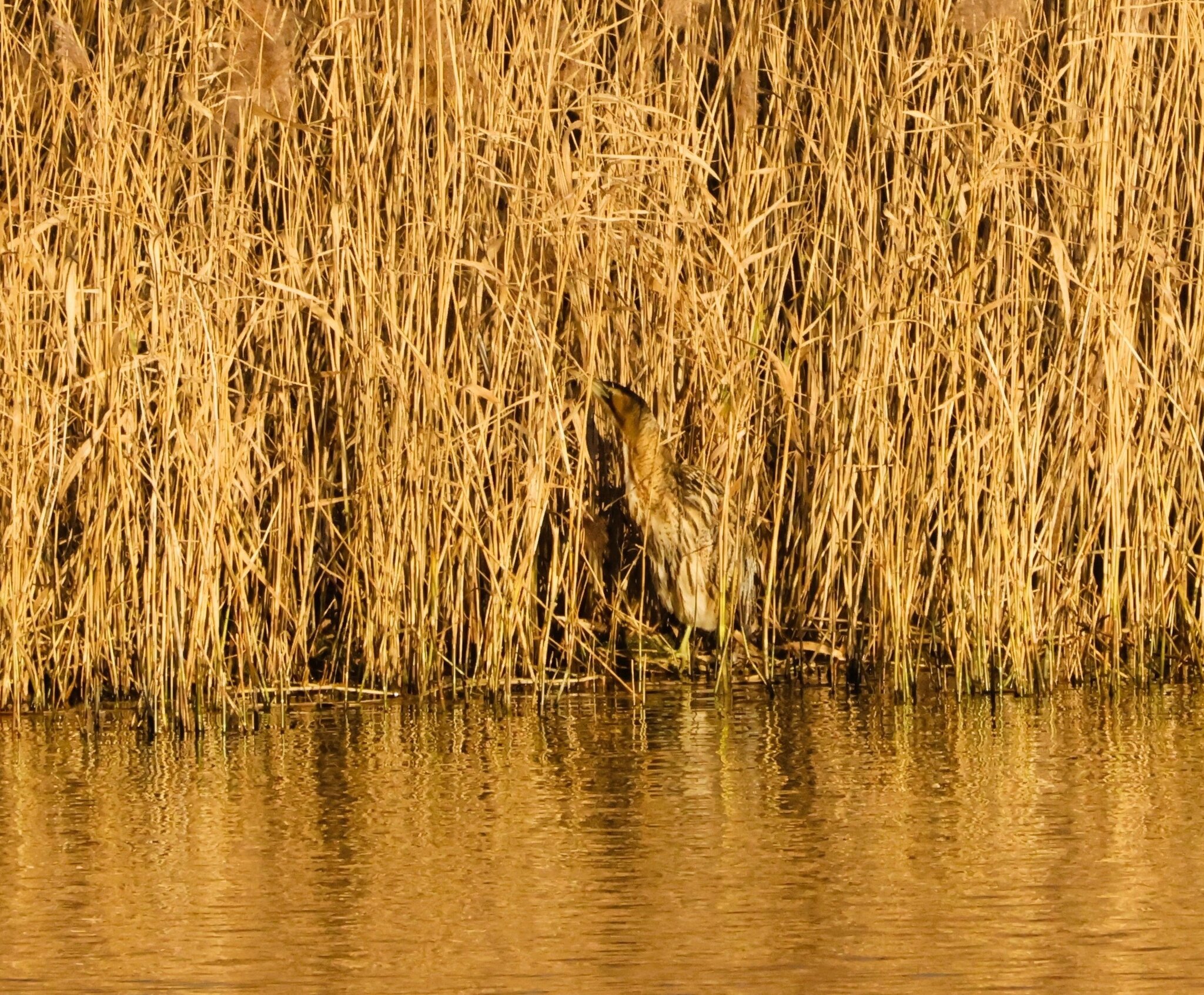 Bittern3 800mm crop.JPG