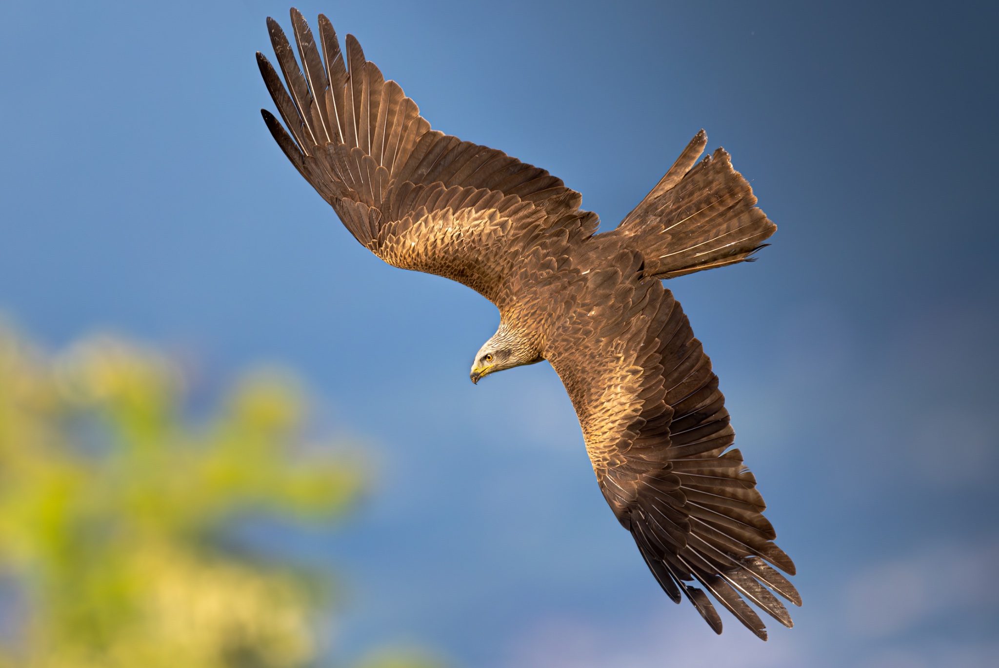 black kite-33.jpg
