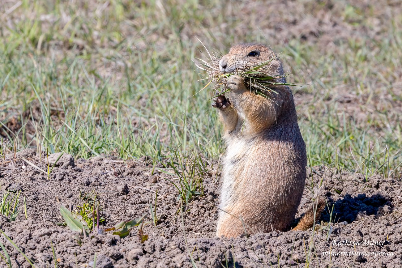 Black-tailed Prairie Dog - Building a Nest.jpg