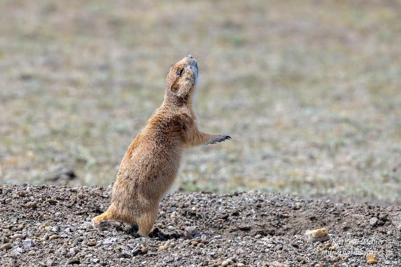 Black-tailed Prairie Dog - Sounds the Alarm.jpg