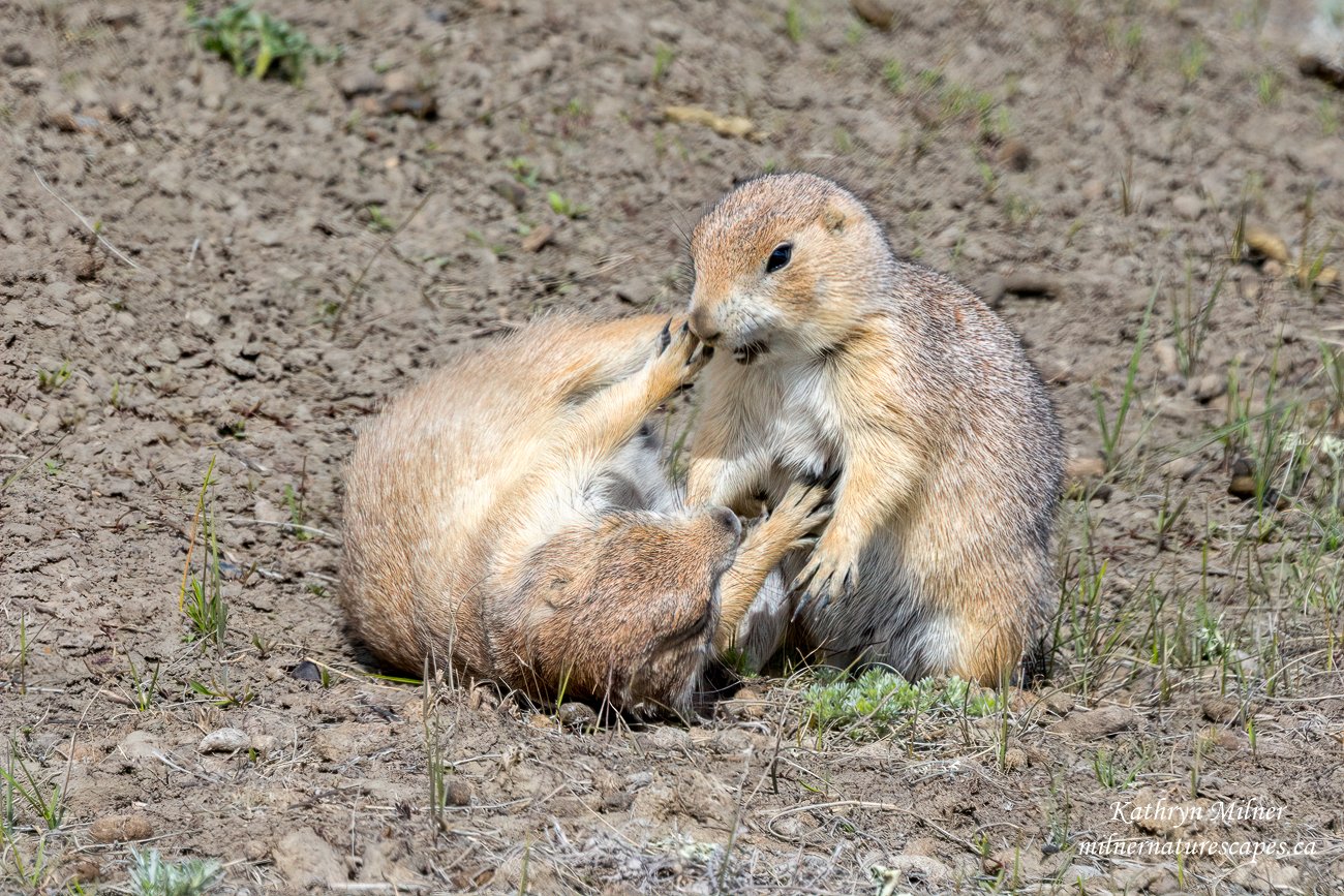 Black-tailed Prairie Dog - Time for Play.jpg