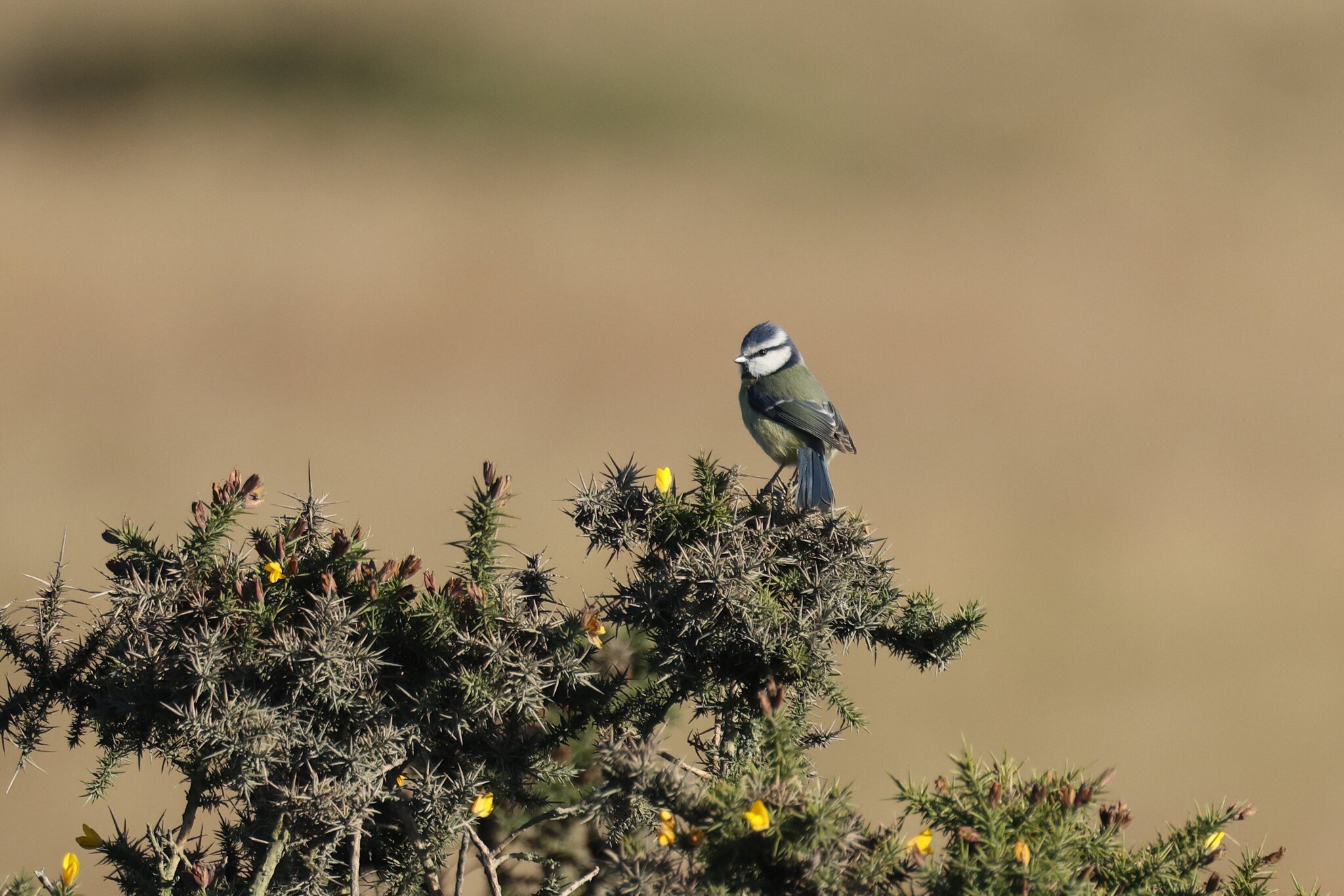 blue-tit.jpg