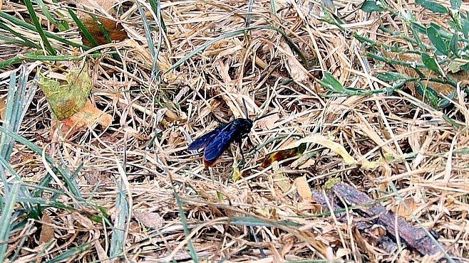 Blue Winged Wasp.jpg