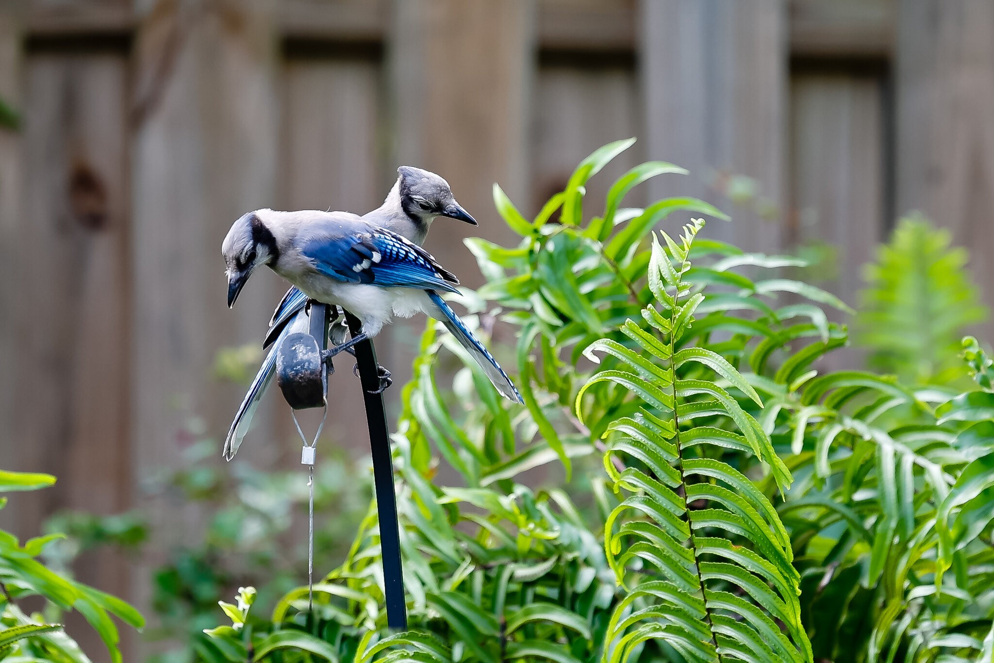 Bluejays-1828.jpg