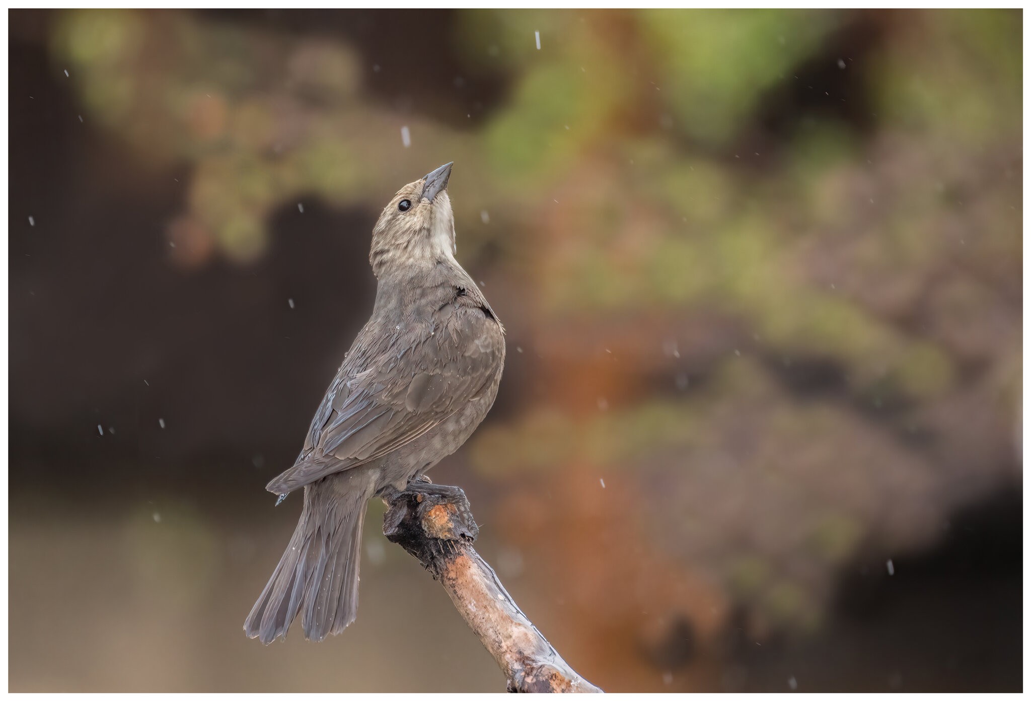 Brown-headed-Cowbird4.jpg