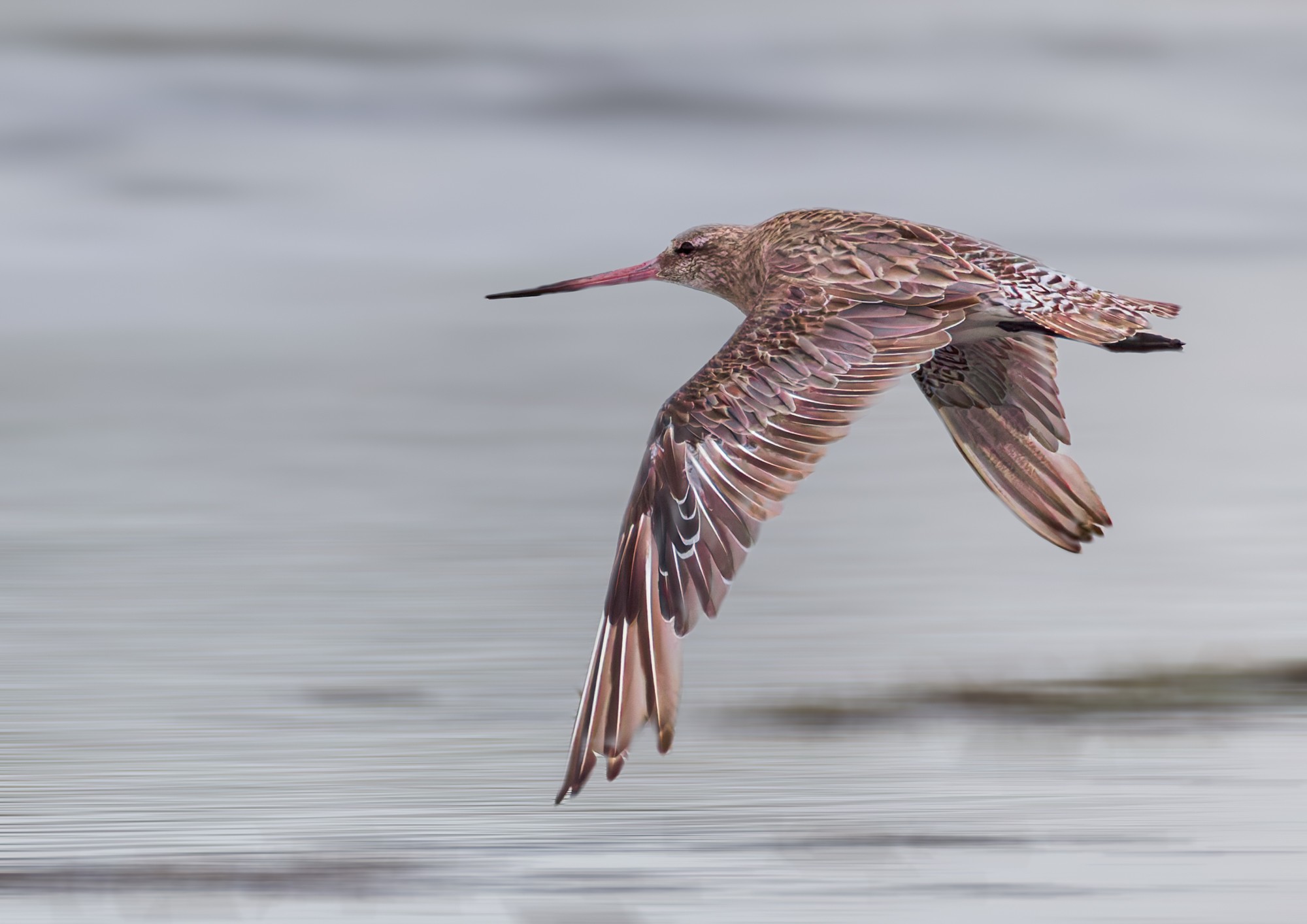 Bar-tailed Godwit