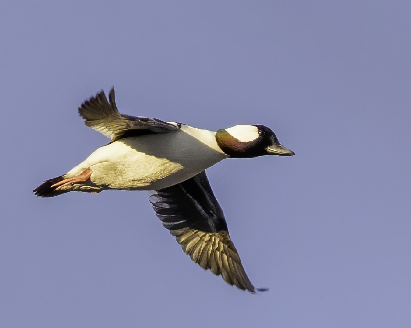 Bufflehead drake in flight.jpg