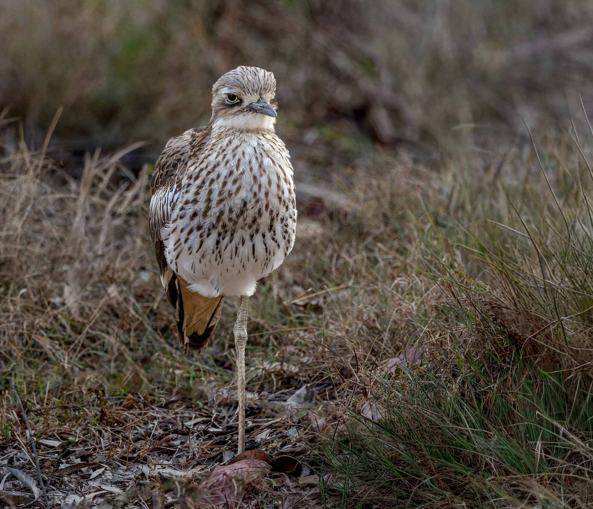 Bush Stone-curlew