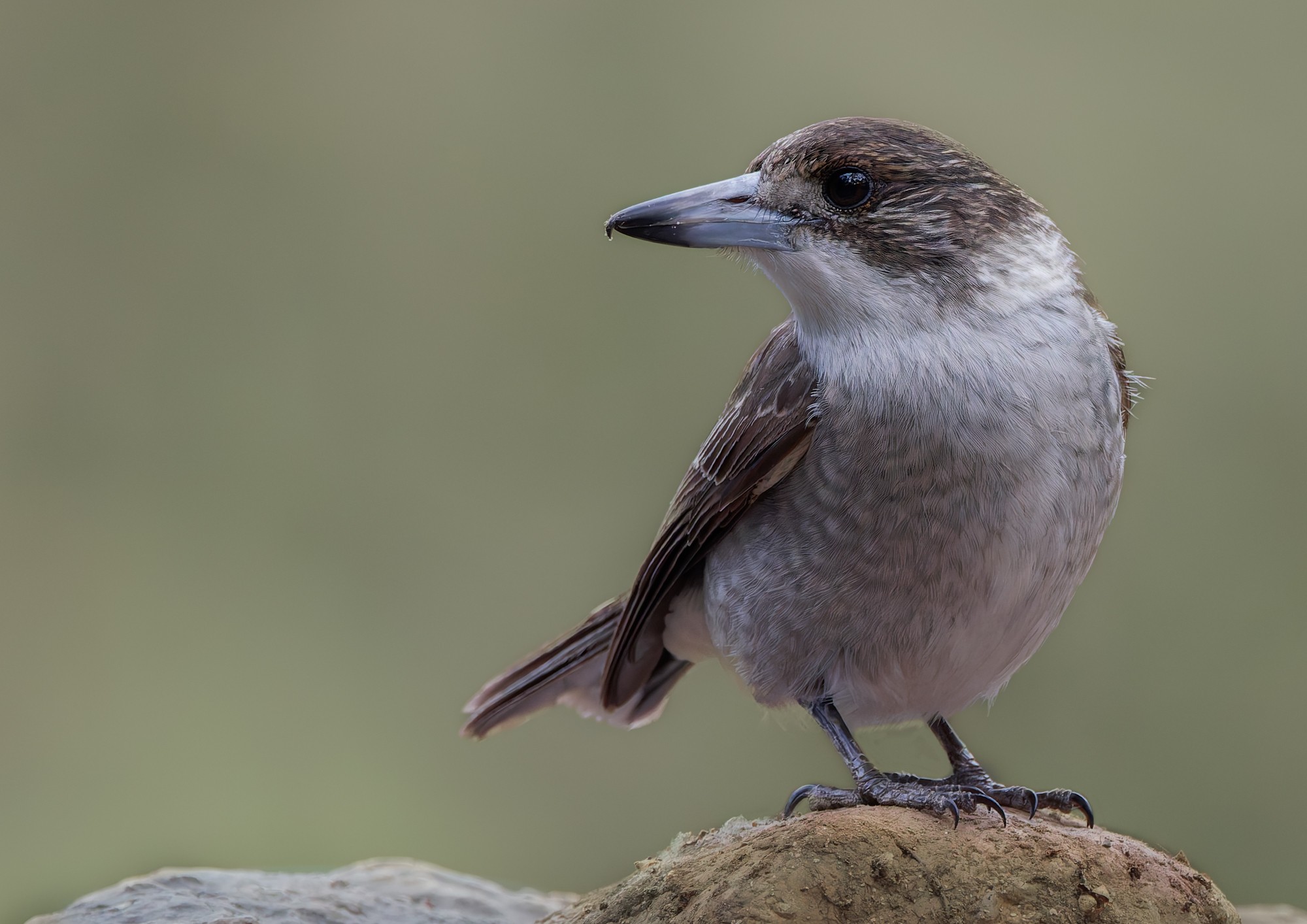 Juvenile Grey Butcherbird : Cracticus torquatus