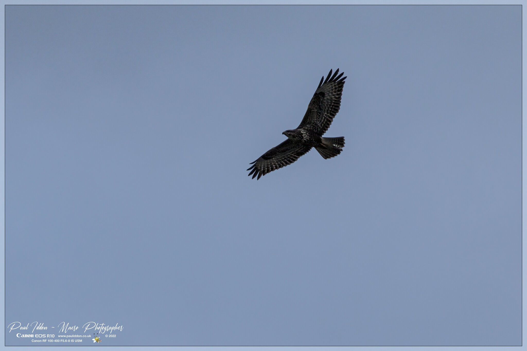 buzzard_a_4k_1800.jpg