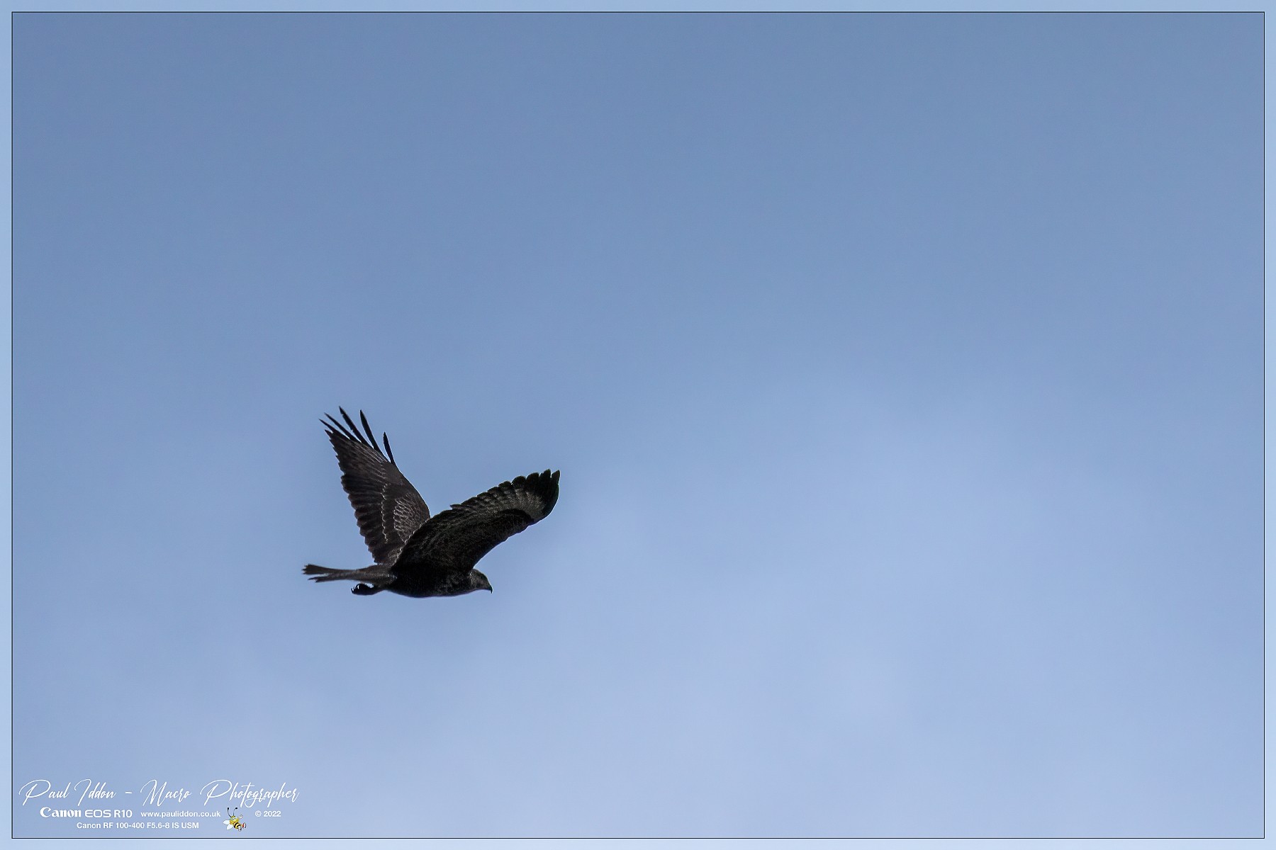 buzzard_b_4k_Original ratio_1800x1200_U_130.jpg