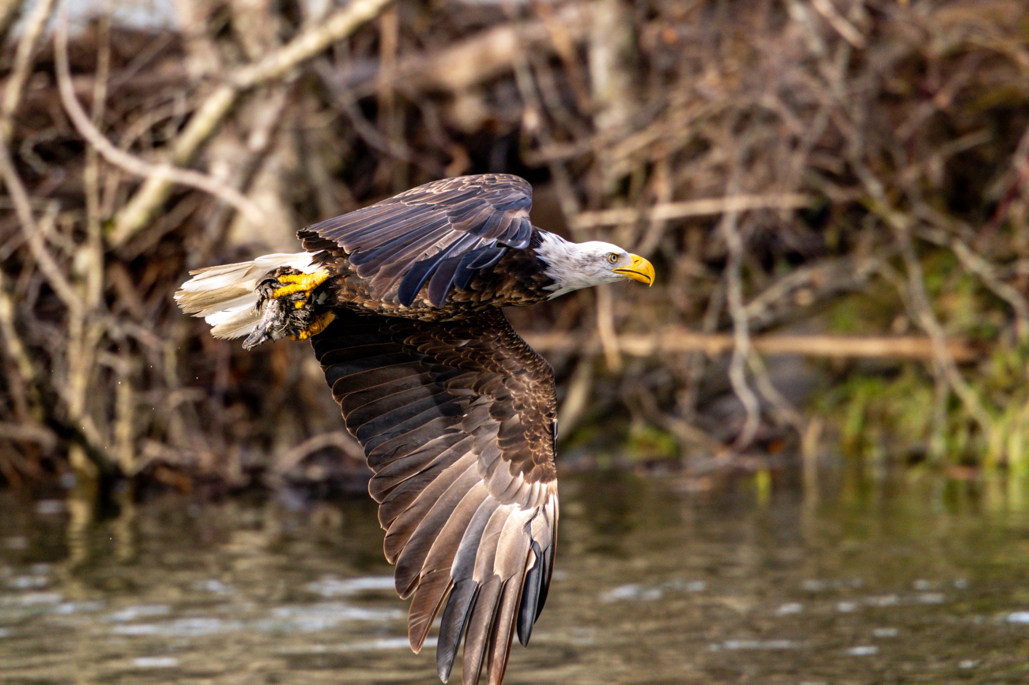 Canada 11-11-2025 0065.jpg