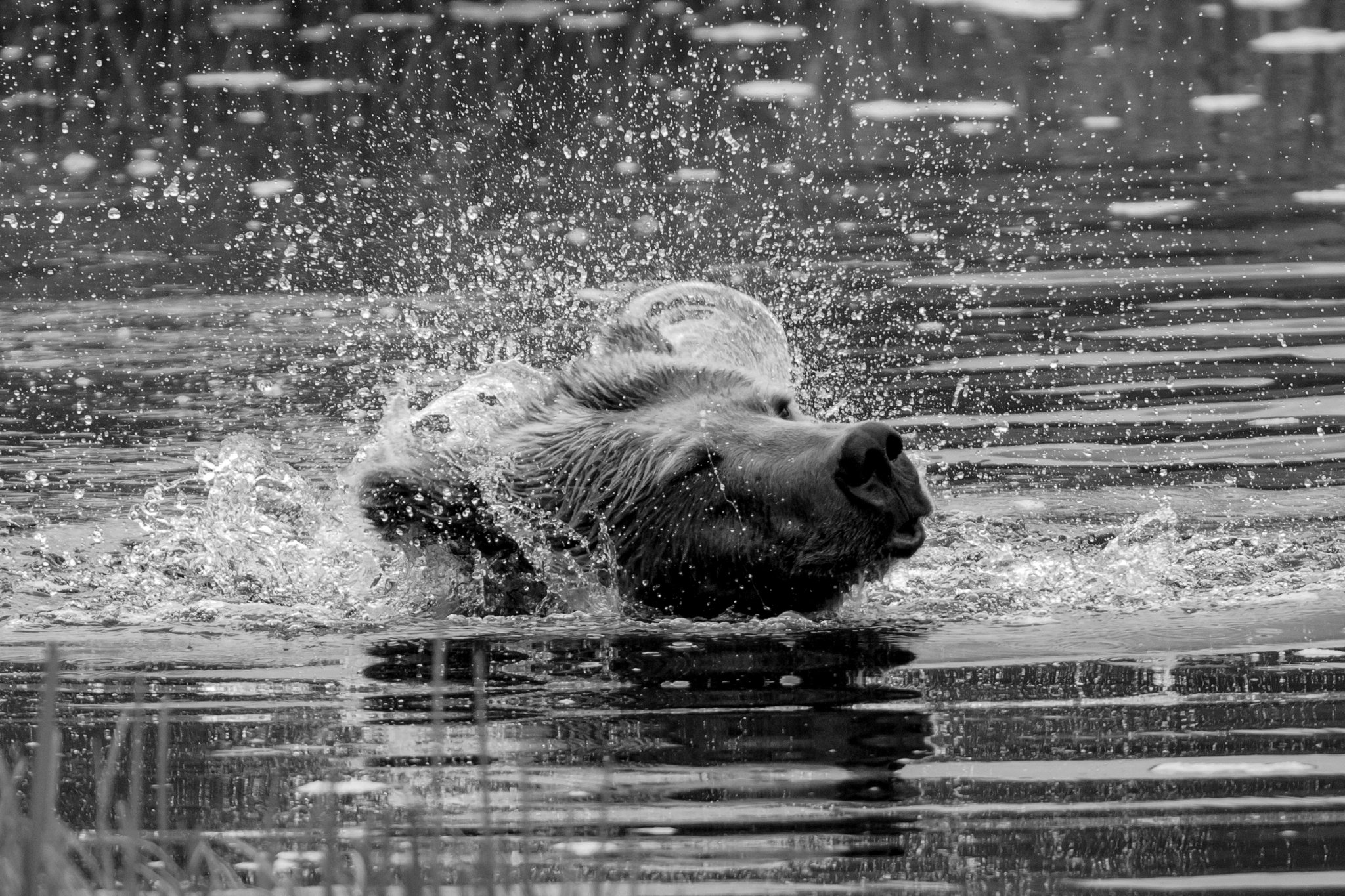 Canada 19-06-16  0230 B&W-2.JPG